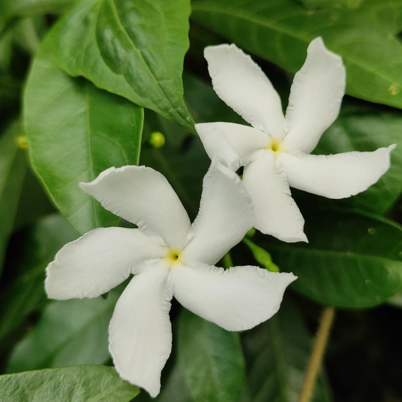 Sternjasmin Star Of Venice - Trachelospermum (Flowering)