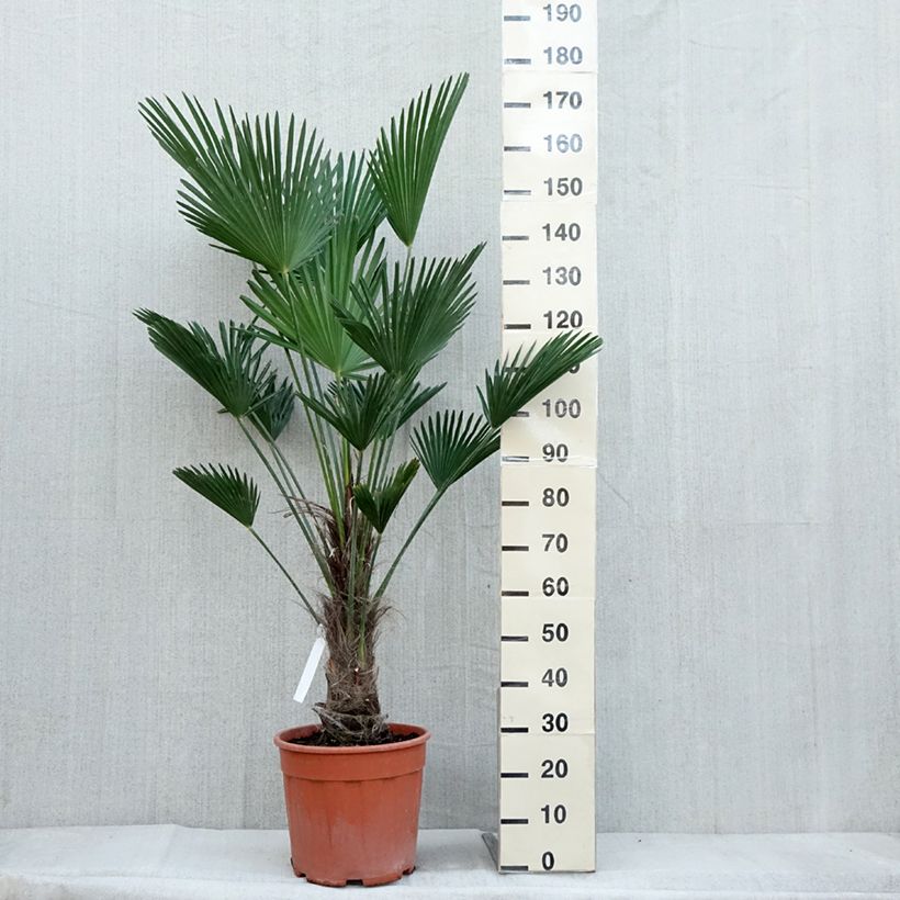 Example of Trachycarpus wagnerianus - Wagner Hanfpalme Topf mit 12L/15L as you get in automne