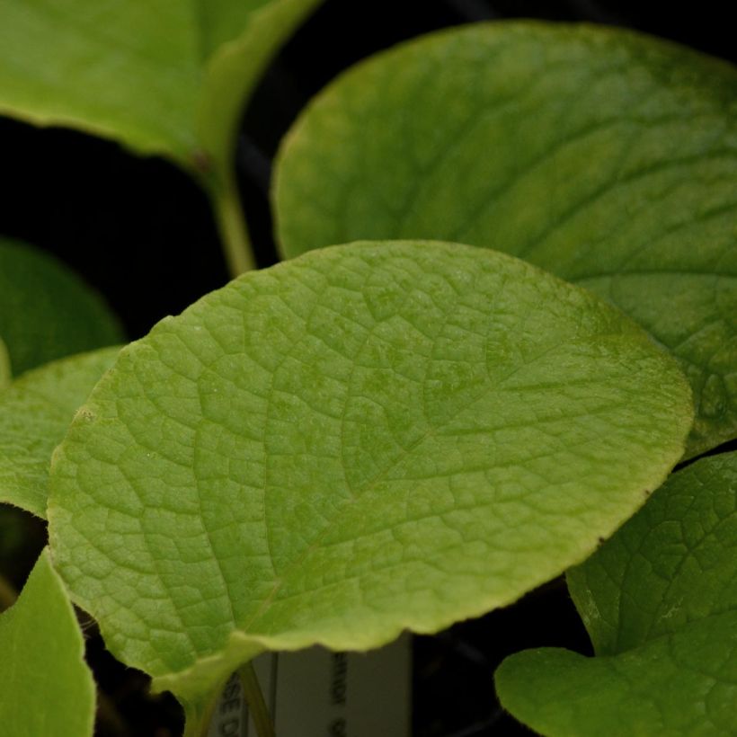 Trachystemon orientalis - Rauhling (Foliage)
