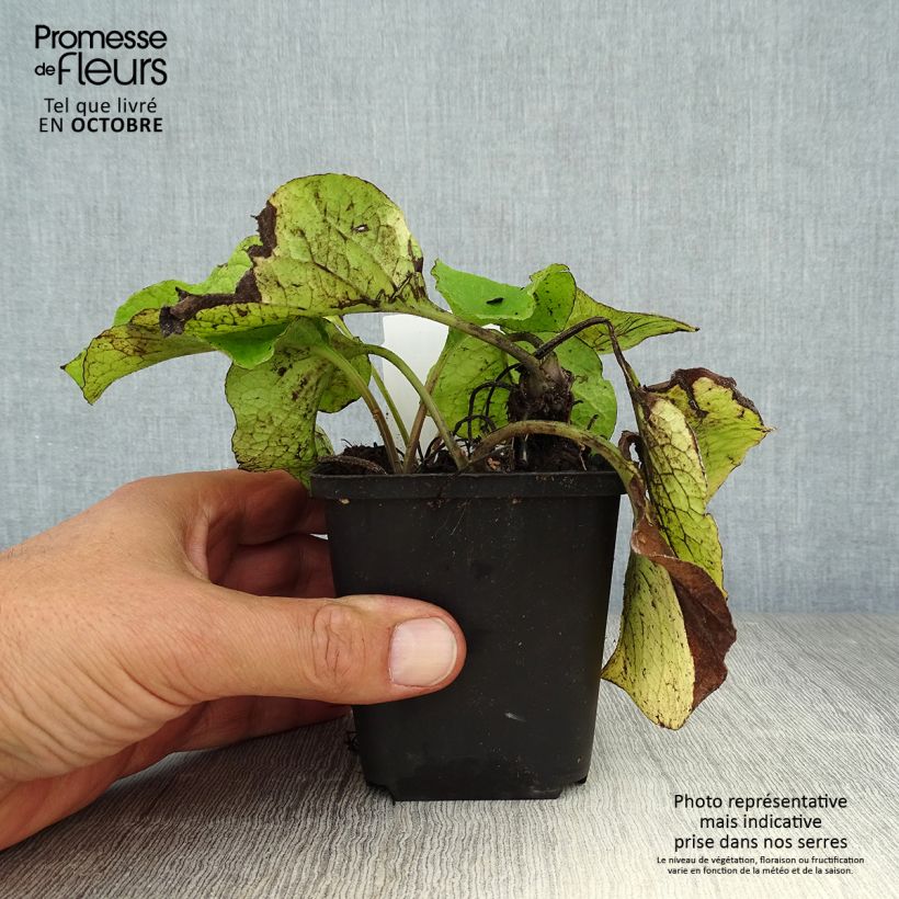 Example of Trachystemon orientalis - Rauhling Kleine Töpfe von 8/9 cm as you get in automne