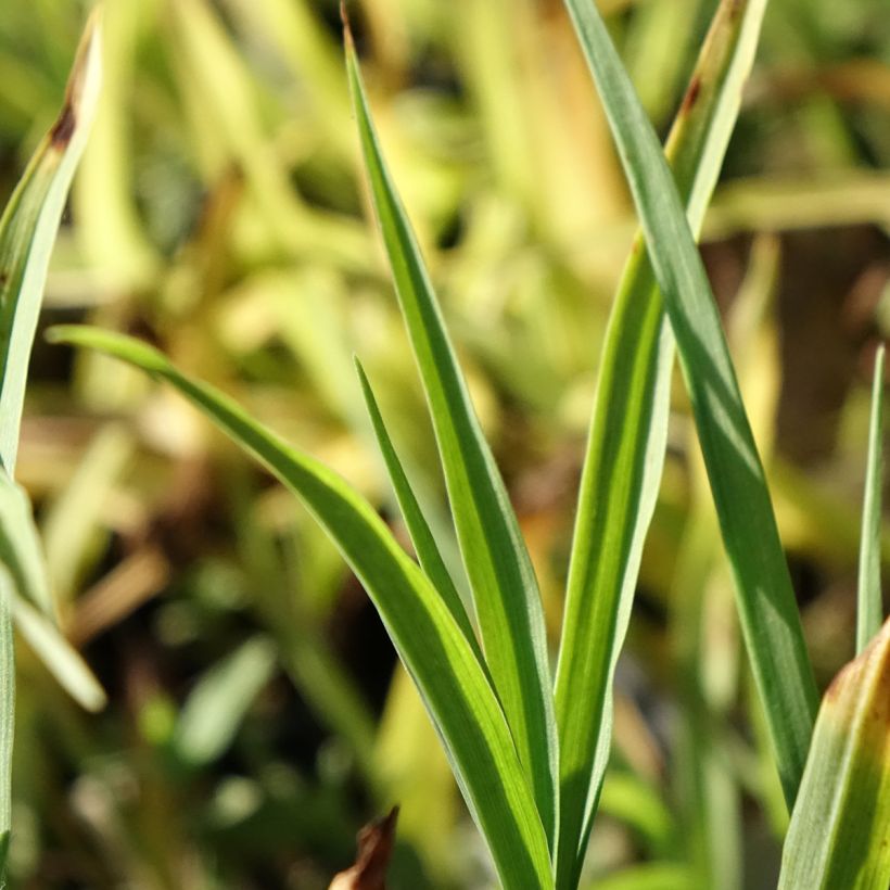 Tradescantia andersoniana Domaine de Courson - Dreimasterblume (Foliage)