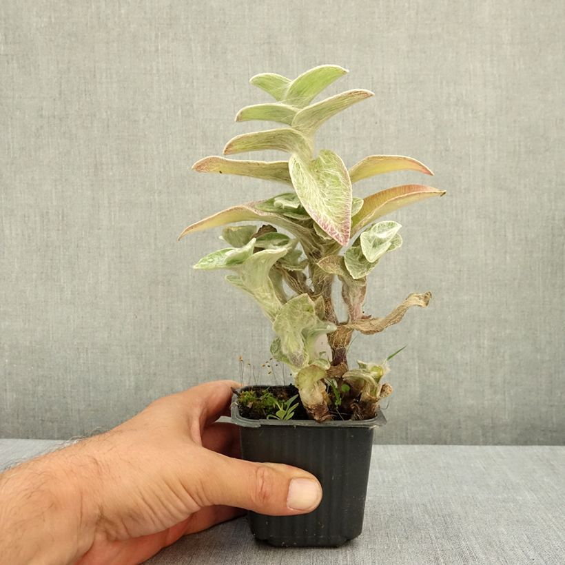 Exemplar von Dreimasterblumen - Tradescantia sillamontana Kleine Töpfe von 8/9 cm wie im Sommer geliefert