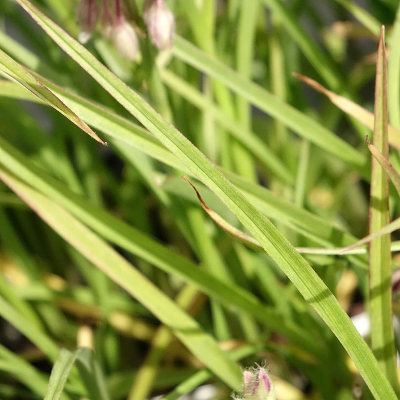 Tradescantia virginiana Brevicaulis - Dreimasterblume (Foliage)