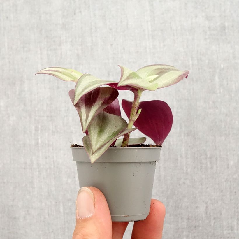 Example of Zebrakraut - Tradescantia zebrina Pink Joy Mini-plante as you get in printemps