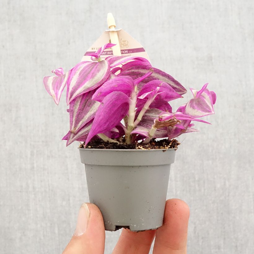 Example of Zebrakraut - Tradescantia zebrina Pink Paradise Mini-plante as you get in printemps