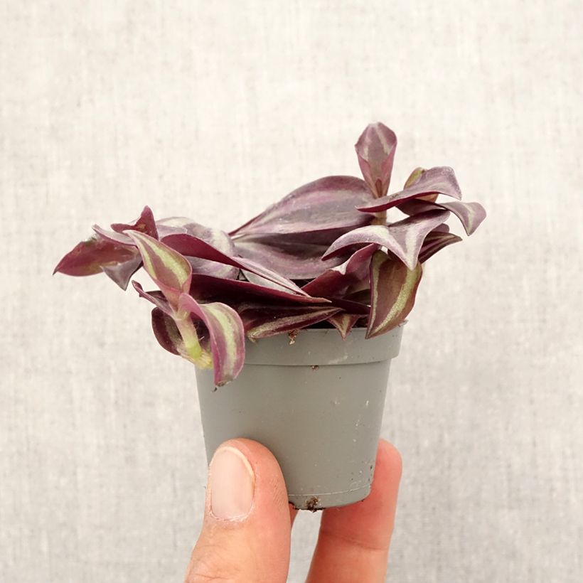 Example of Zebrakraut - Tradescantia zebrina Purple Joy Mini-plante as you get in printemps
