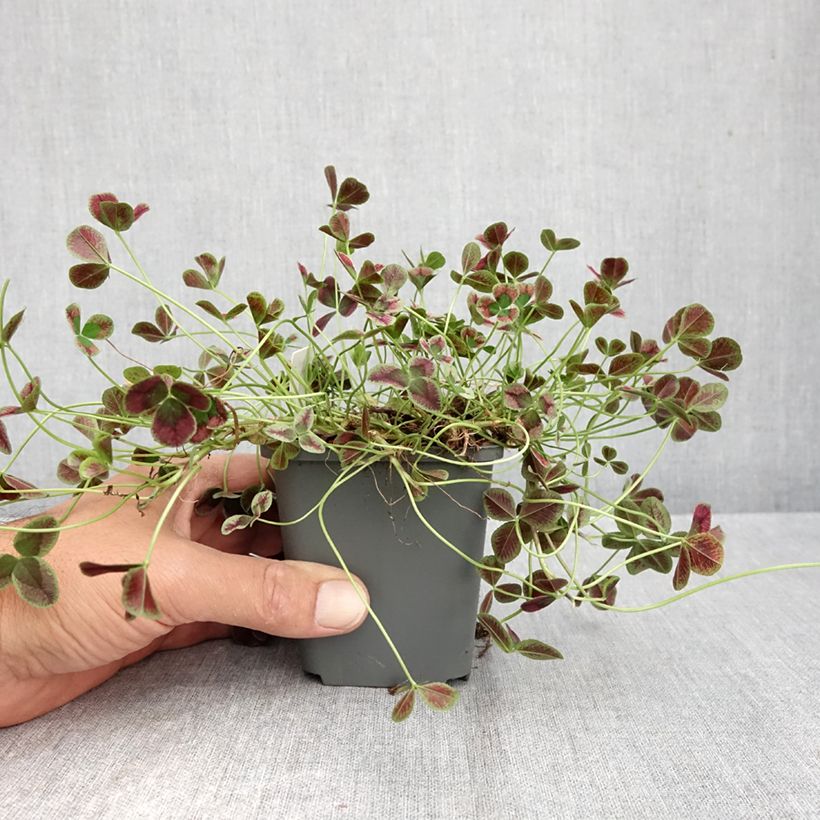 Exemplar von Weiß-Klee Dark Debbie - Trifolium repens Kleine Töpfe von 8/9 cm wie im Herbst geliefert