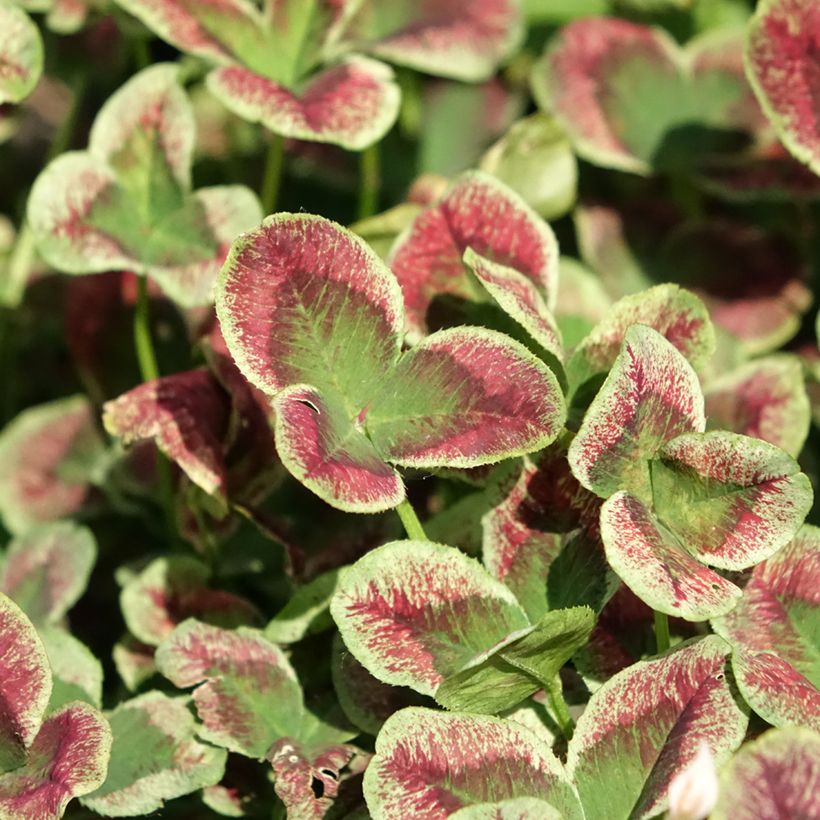 Weiß-Klee Estelle - Trifolium repens (Foliage)