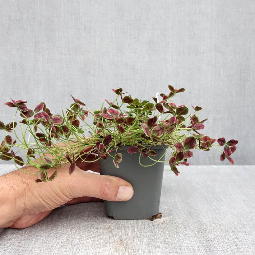 Exemplar von Weiß-Klee Estelle - Trifolium repens Kleine Töpfe von 8/9 cm wie im Herbst geliefert