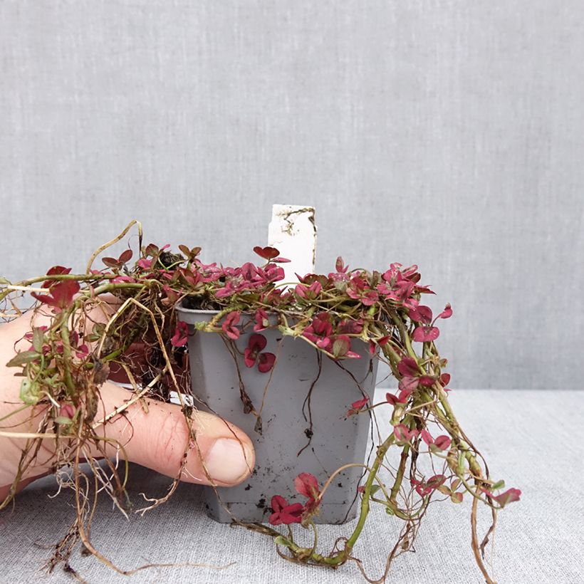 Example of Weiß-Klee Isabella - Trifolium repens Kleine Töpfe von 8/9 cm as you get in hiver