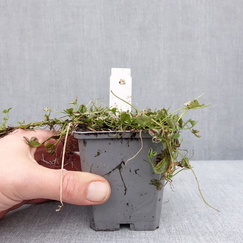 Example of Weiß-Klee Sweet Mike - Trifolium repens Kleine Töpfe von 8/9 cm as you get in hiver