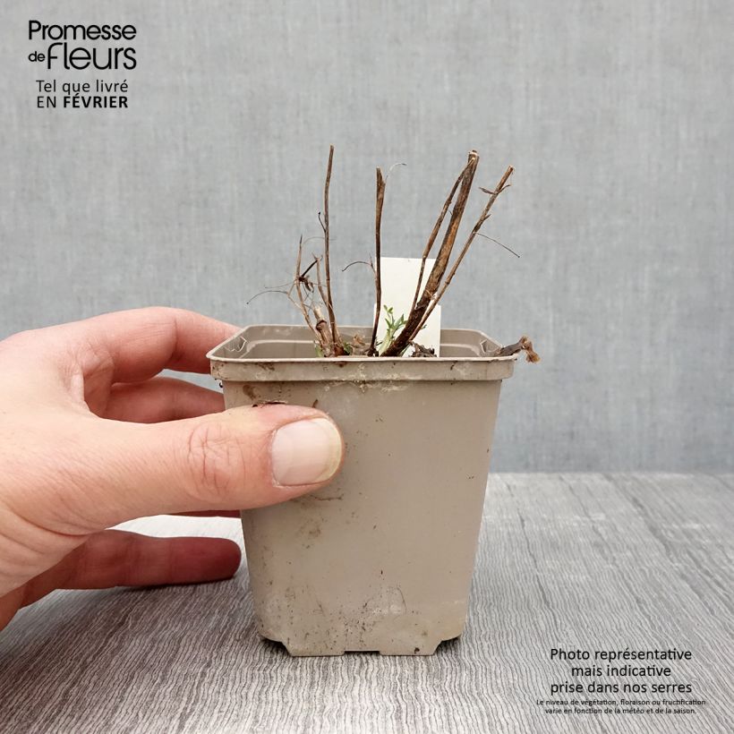 Exemplar von Rotköpfiger Klee Peachy Pink - Trifolium rubens Kleine Töpfe von 8/9 cm wie im Winter geliefert