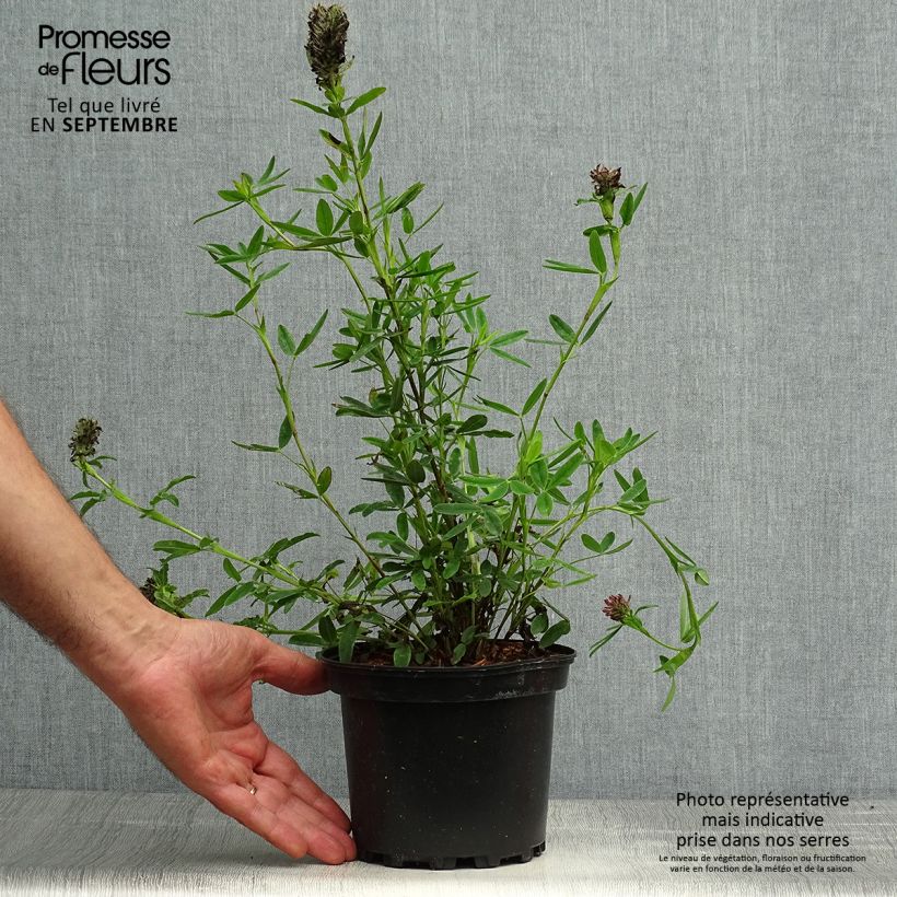 Example of Rotköpfiger Klee - Trifolium rubens Topf mit 2L/3L as you get in automne