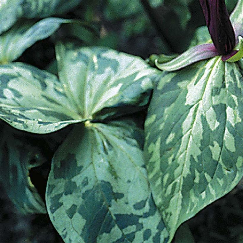 Trillium cuneatum - Dreiblatt (Foliage)