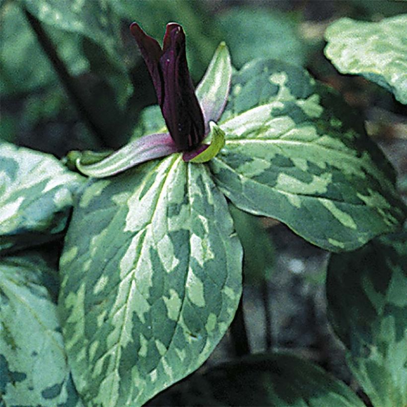Trillium cuneatum - Dreiblatt (Flowering)