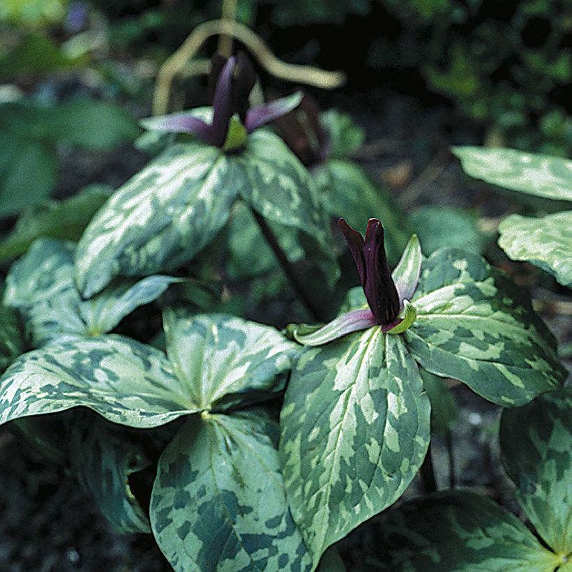 Trillium cuneatum - Dreiblatt (Plant habit)