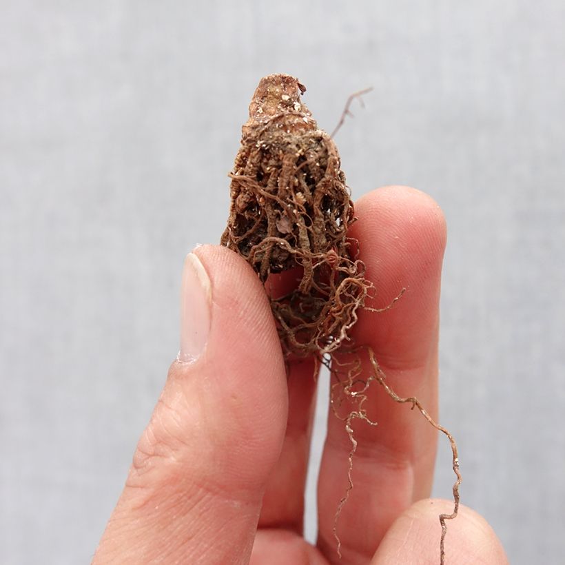 Example of Trillium erectum - Dreiblatt Zwiebel size I as you get in printemps