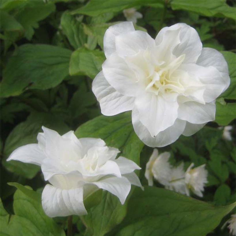 Trillium grandiflorum Flore Pleno - Dreiblatt (Flowering)