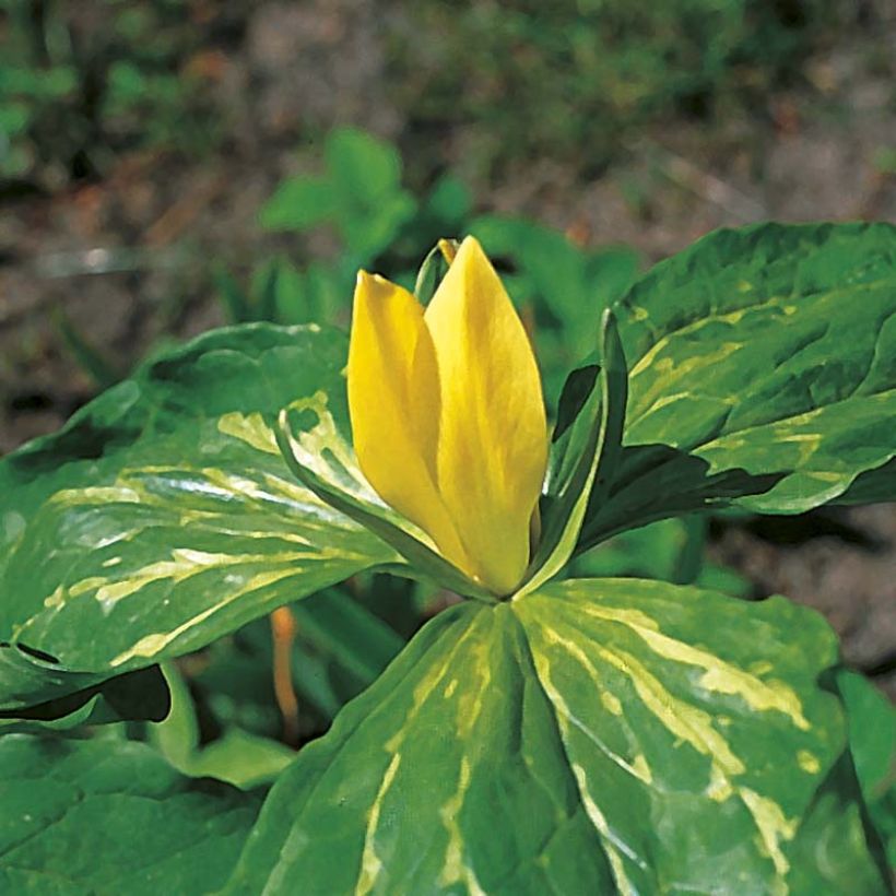 Trillium luteum (Zwiebel) - Dreiblatt (Flowering)