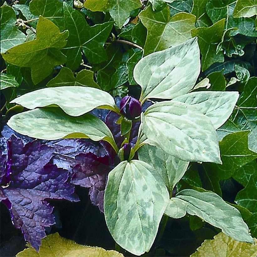 Trillium recurvatum (Zwiebel) - Dreiblatt (Flowering)
