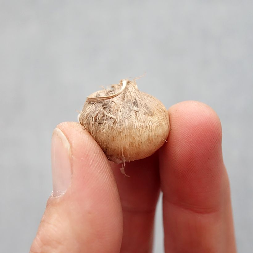 Example of Triteleia Rudy - Triteleie Zwiebel size 5+ as you get in printemps