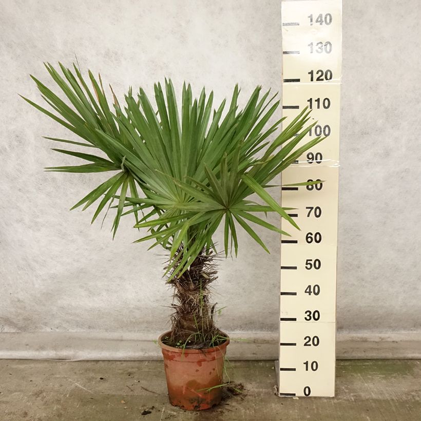 Example of Trithrinax campestris - Blaue Nadelpalme Topf mit 7,5L/10L as you get in automne