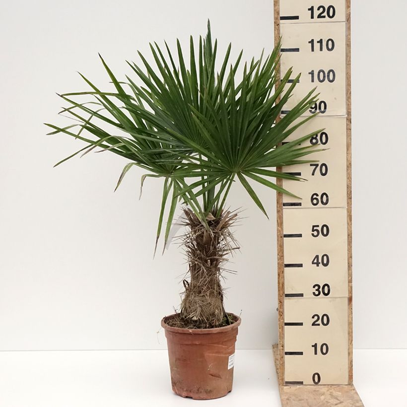 Exemplar von Trithrinax campestris - Blaue Nadelpalme Topf mit 7,5L/10L wie im Winter geliefert