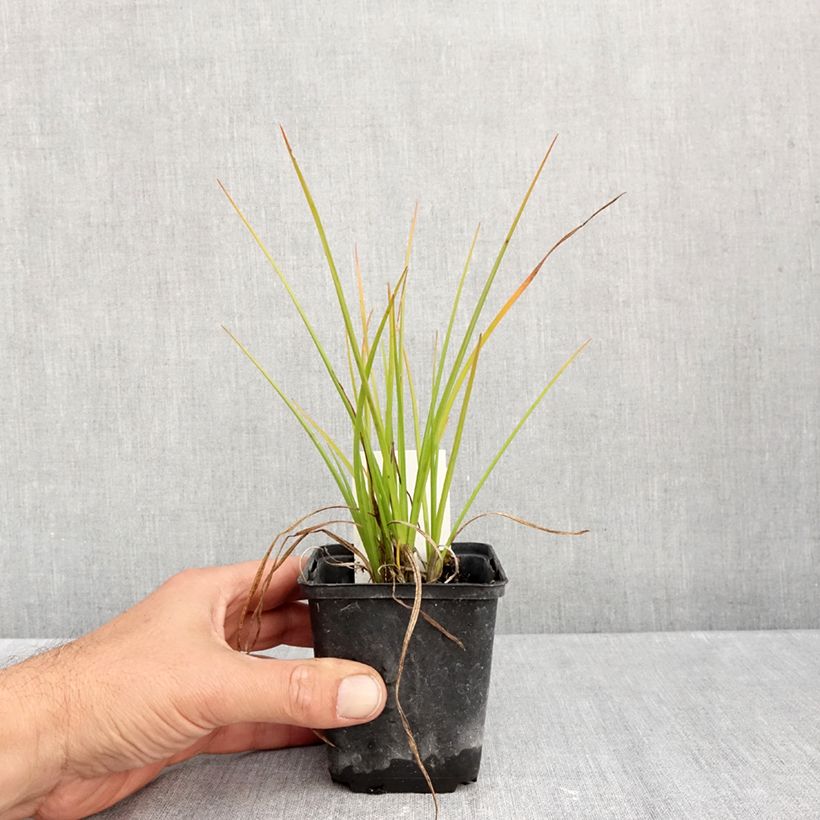 Exemplar von Fackellilie Banana Popsicle - Kniphofia Kleine Töpfe von 8/9 cm wie im Herbst geliefert