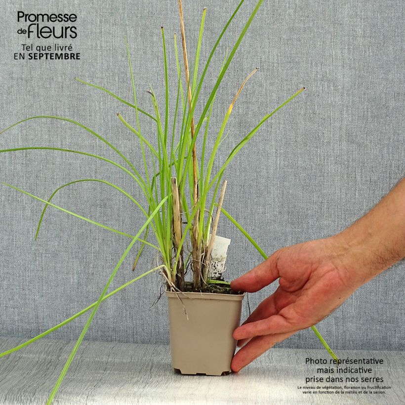 Example of Fackellilie Banana Popsicle - Kniphofia Kleine Töpfe von 8/9 cm as you get in ete