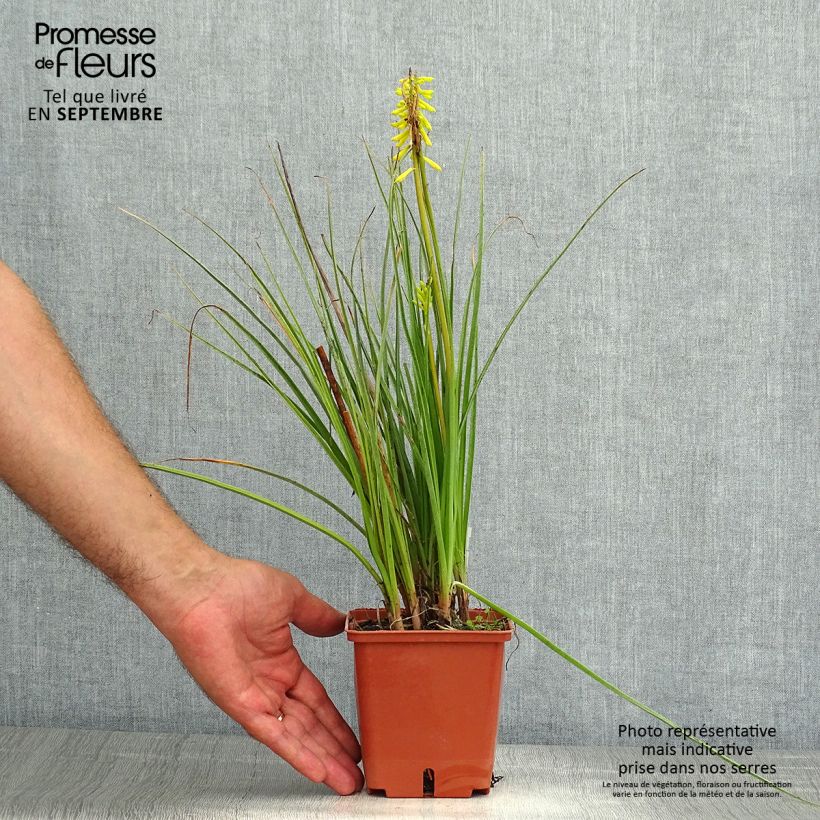 Example of Fackellilie Lemon Popsicle - Kniphofia Kleine Töpfe von 8/9 cm as you get in ete