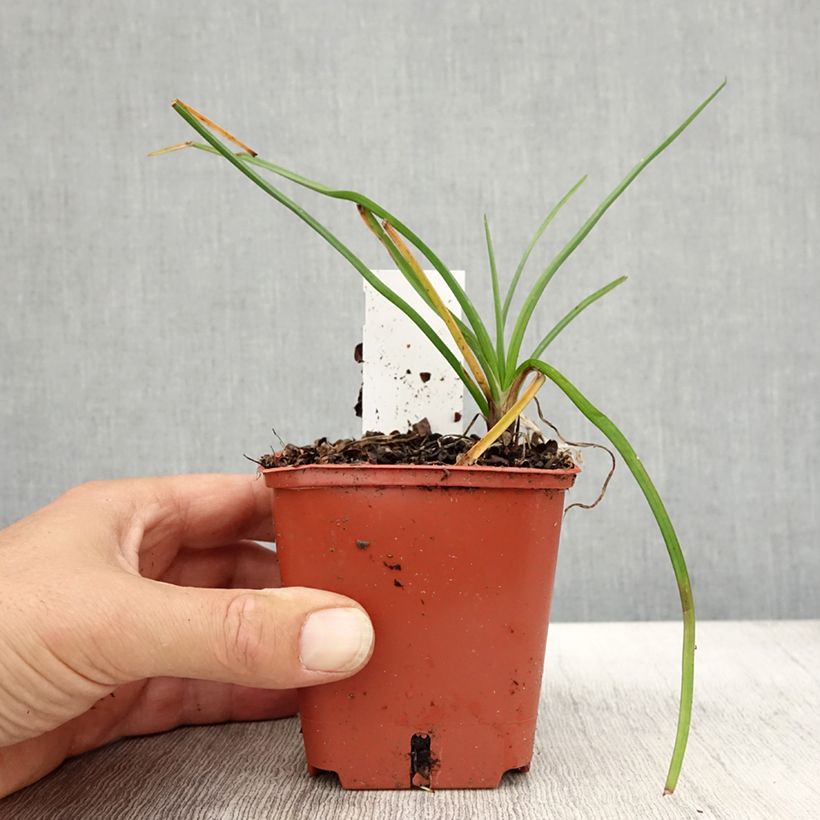 Example of Fackellilie Mango Popsicle - Kniphofia Kleine Töpfe von 8/9 cm as you get in automne