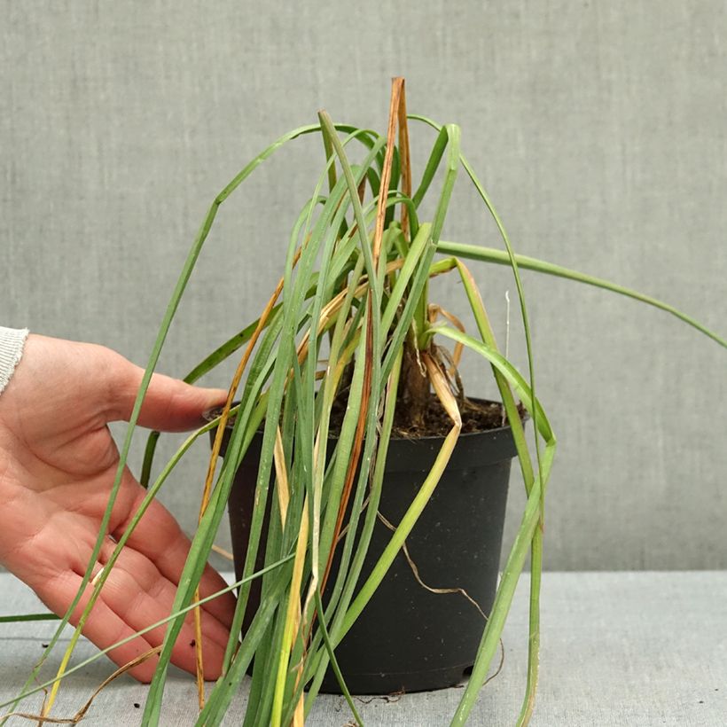 Exemplar von Fackellilie Mango Popsicle - Kniphofia Topf mit 1L/1,5L wie im Herbst geliefert