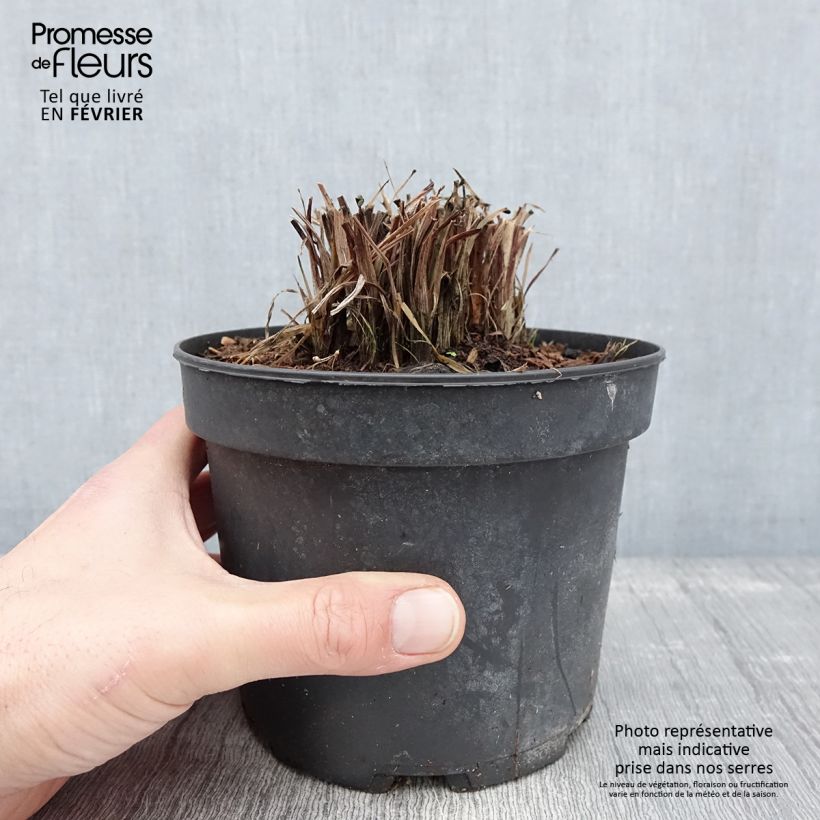 Exemplar von Garten-Fackellilie Nancy's Red - Kniphofia uvaria Topf mit 2L/3L wie im Winter geliefert