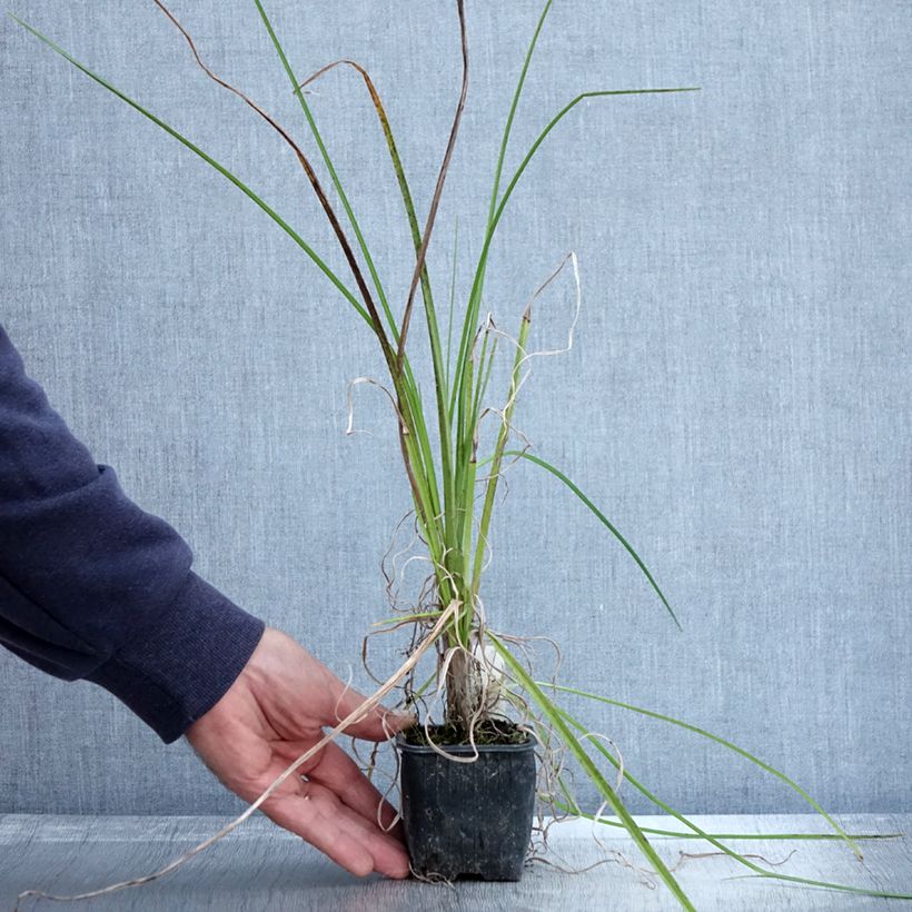Example of Fackellilie Papaya Popsicle - Kniphofia Kleine Töpfe von 8/9 cm as you get in automne
