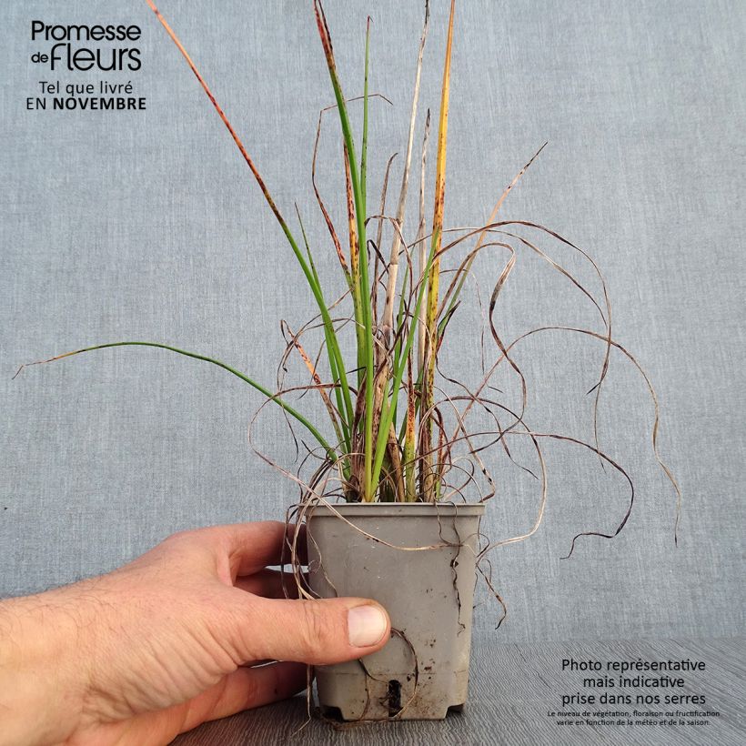 Example of Fackellilie Pineapple Popsicle - Kniphofia Kleine Töpfe von 8/9 cm as you get in automne