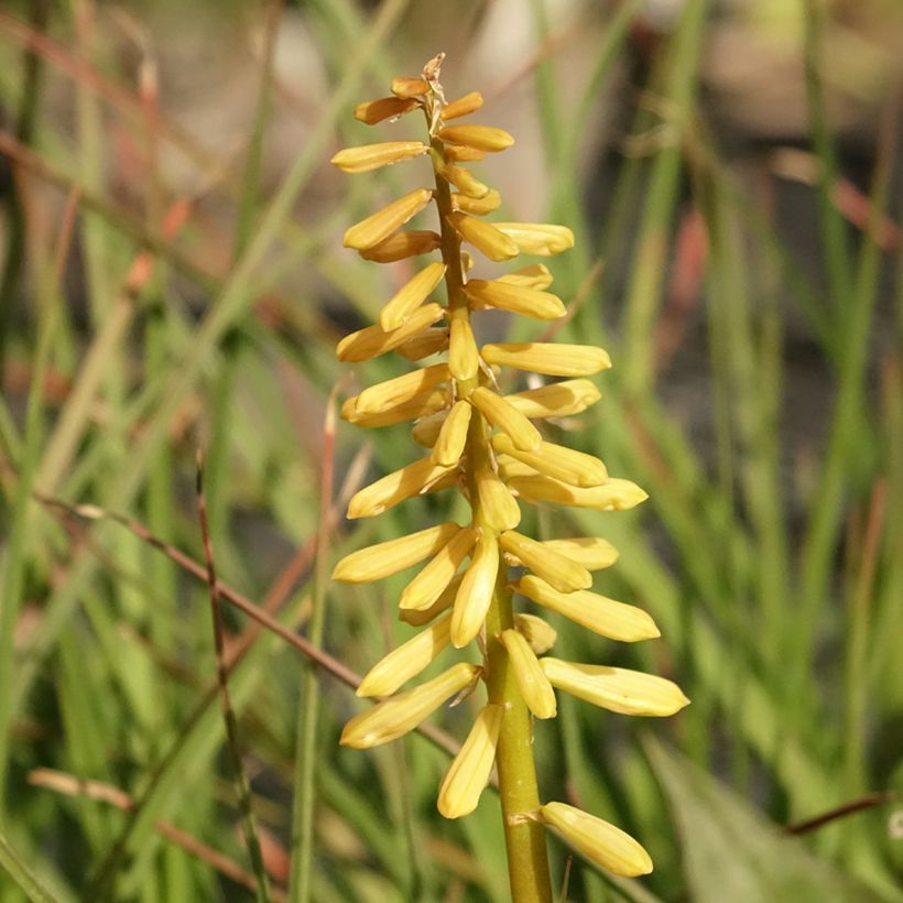 Fackellilie Pineapple Popsicle - Kniphofia (Flowering)