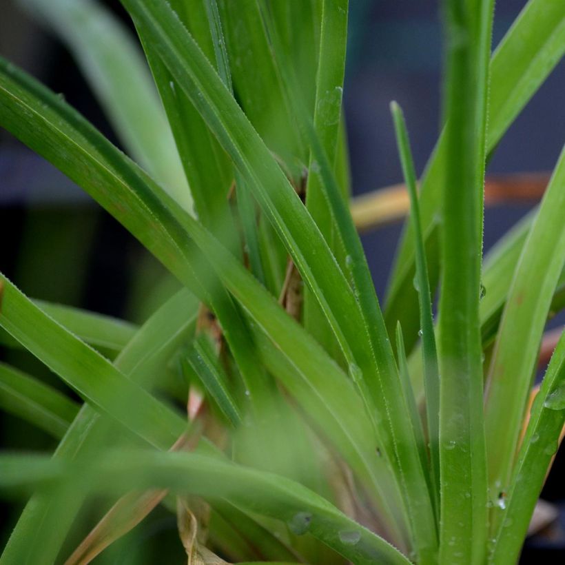 Fackellilie Royal Standard - Kniphofia (Foliage)