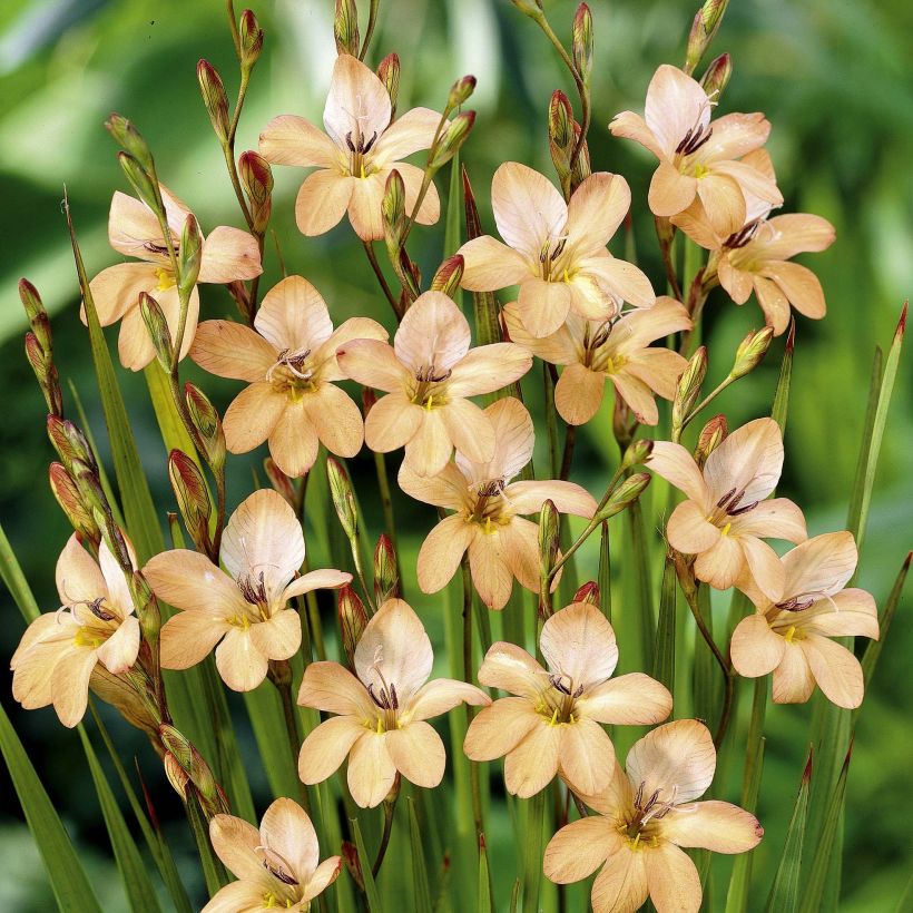 Tritonia laxifolia - Tritonie (Flowering)