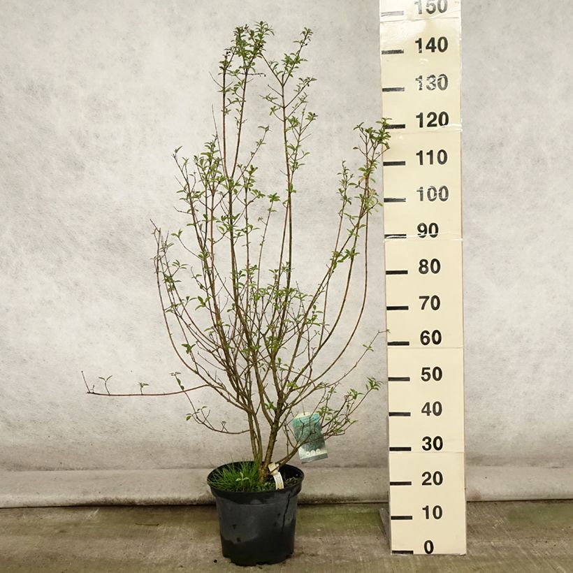 Example of Schwarzgrüner Liguster Atrovirens - Ligustrum vulgare Topf mit 7,5L/10L as you get in ete