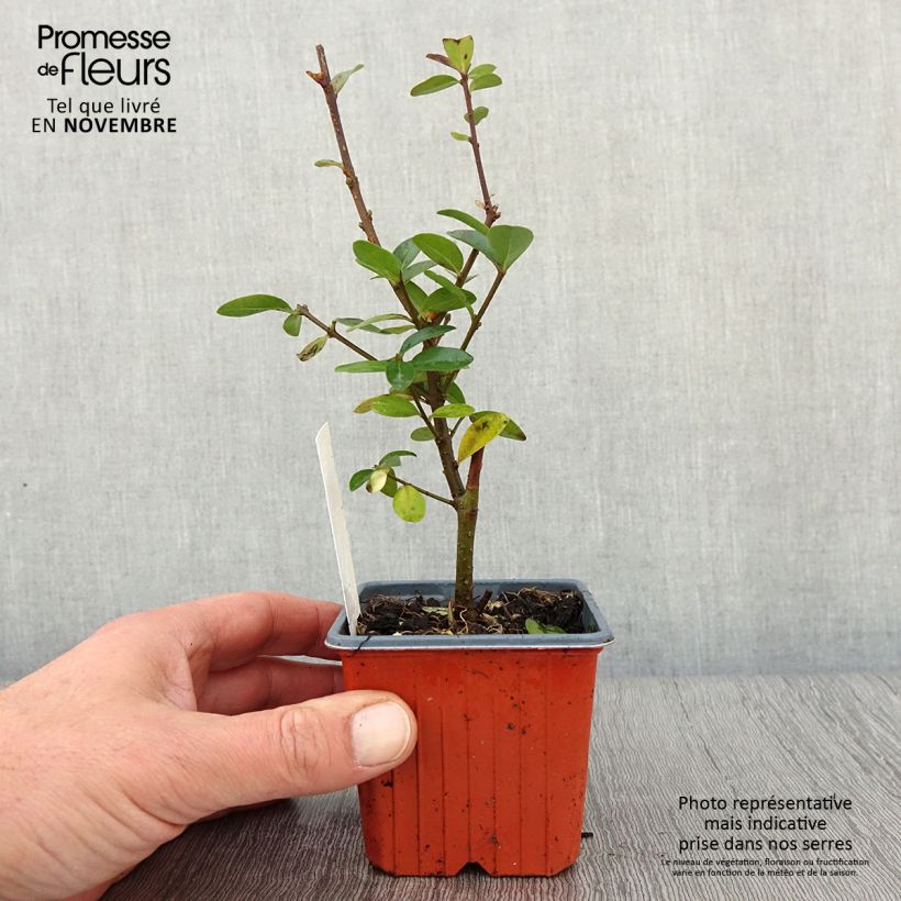 Example of Schwarzgrüner Liguster Atrovirens - Ligustrum vulgare Kleine Töpfe von 8/9 cm as you get in automne