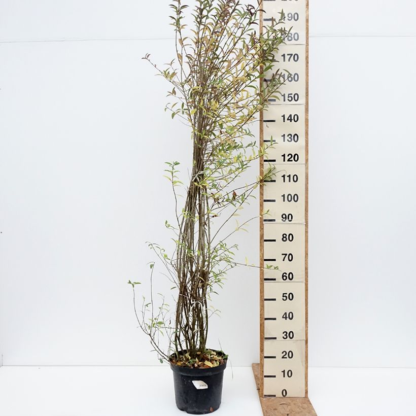 Exemplar von Schwarzgrüner Liguster Atrovirens - Ligustrum vulgare Topf mit 12L/15L wie im Herbst geliefert