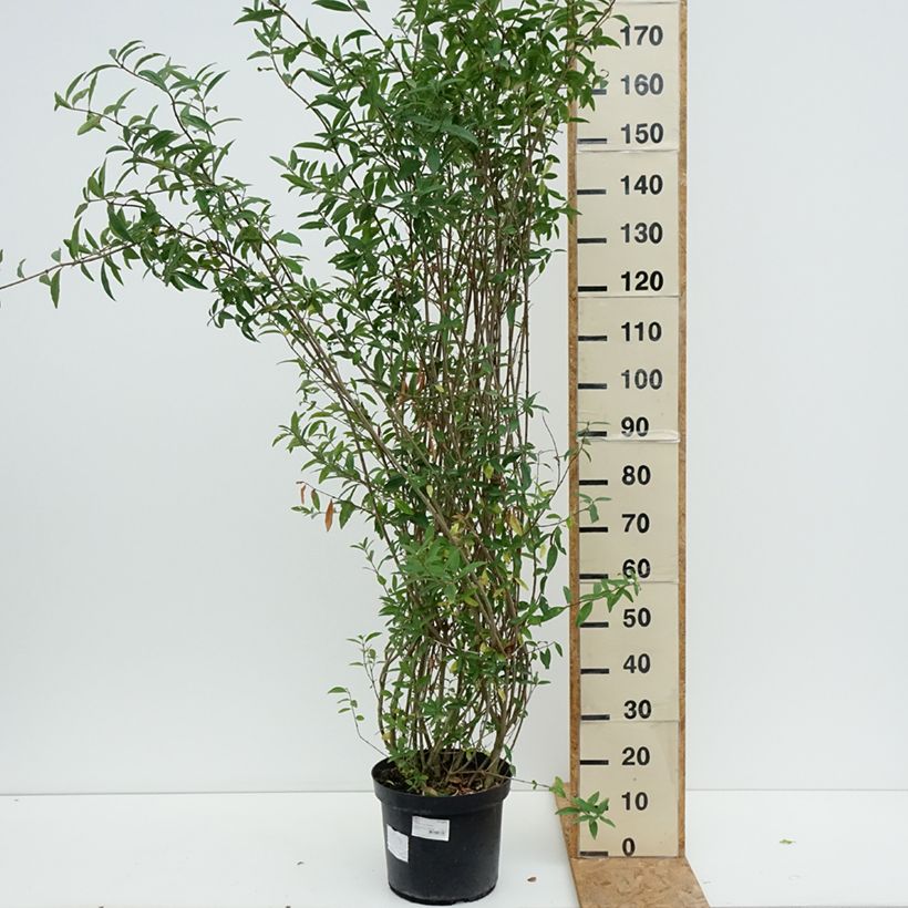 Example of Schwarzgrüner Liguster Atrovirens - Ligustrum vulgare Topf mit 12L/15L as you get in ete