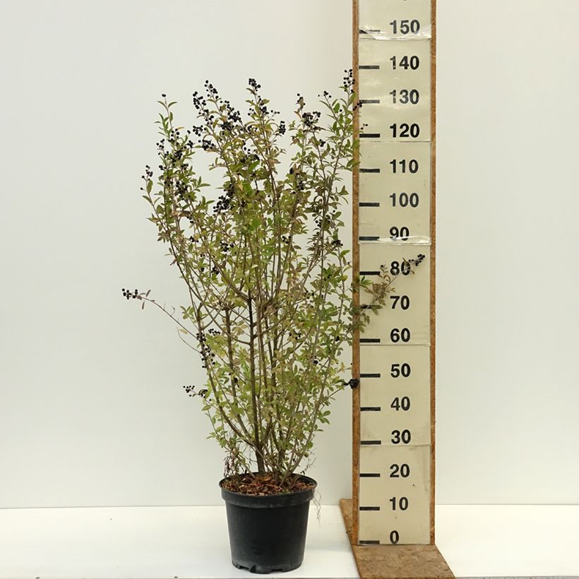 Exemplar von Schwarzgrüner Liguster Atrovirens - Ligustrum vulgare Topf mit 7,5L/10L wie im Herbst geliefert