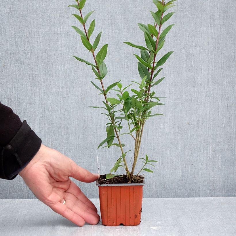 Exemplar von Zwergliguster Lodense - Ligustrum vulgare Kleine Töpfe von 8/9 cm wie im Herbst geliefert