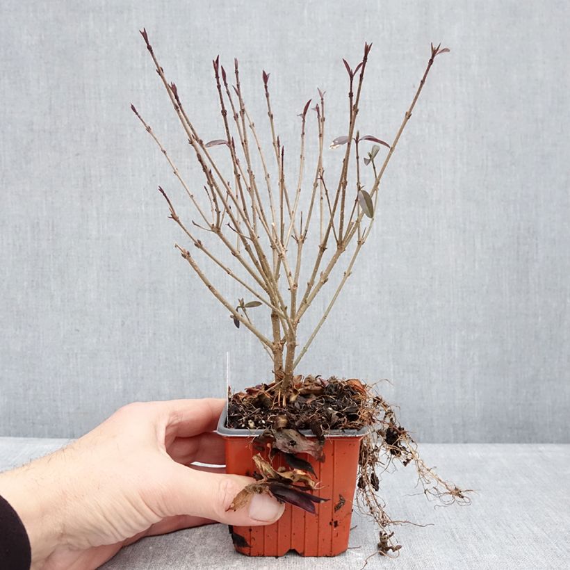 Exemplar von Zwergliguster Lodense - Ligustrum vulgare Kleine Töpfe von 8/9 cm wie im Winter geliefert