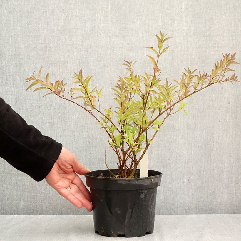 Exemplar von Zwergliguster Lodense - Ligustrum vulgare Topf mit 3L/4L wie im Herbst geliefert