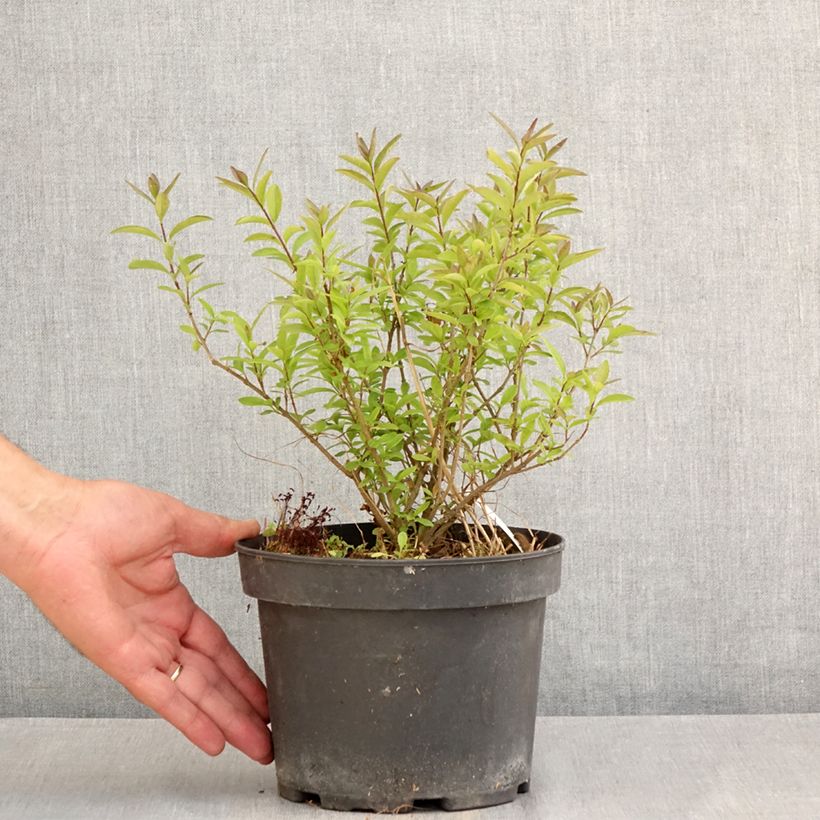 Example of Zwergliguster Lodense - Ligustrum vulgare Topf mit 3L/4L as you get in ete