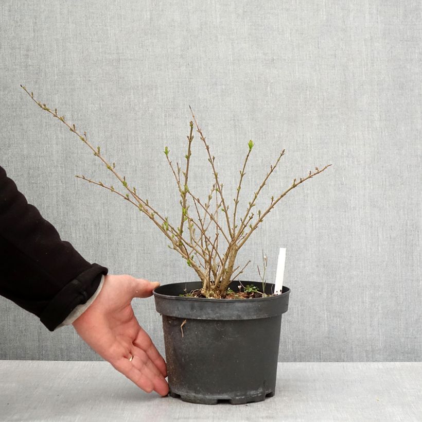 Exemplar von Zwergliguster Lodense - Ligustrum vulgare Topf mit 3L/4L wie im Frühjahr geliefert