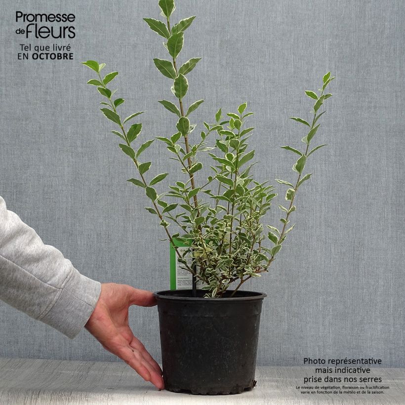 Example of Weißgerandeter Ovalblättriger Argenteum - Ligustrum ovalifolium Topf mit 2L/3L as you get in automne
