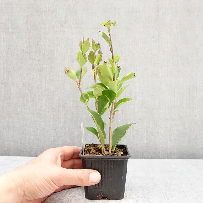 Exemplar von Glanz-Liguster - Ligustrum lucidum Kleine Töpfe von 8/9 cm wie im Frühjahr geliefert